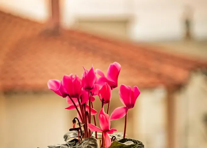 Country house σοχοσ παραδοσιακεσ οικιεσ - σαχνισί Sochos